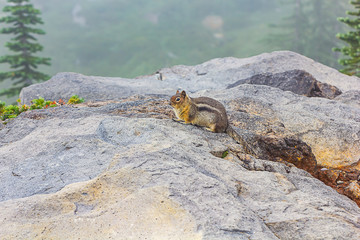 fat little chipmunk sits in the fog along the edges of alpine meadow