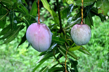 purple mango  on a tree
