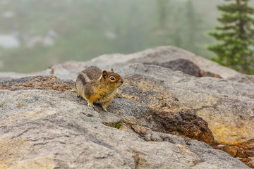 chipmunk looks and sits in the fog along the edges of alpine meadow