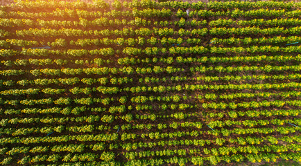 Top view. Field of sunflowers aerial view of agricultural fields flowering oilseed. seasonal agricultural products