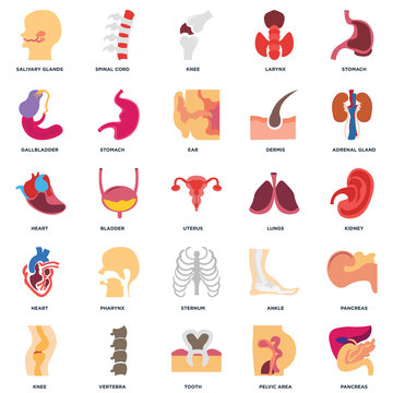 Set Of 25 icons such as Pancreas, Pelvic area, Tooth, Vertebra, Knee, Adrenal gland, Lungs, Sternum, Heart, Gallbladder, Spinal cord icon