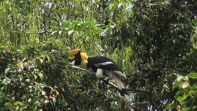 While feeding high in the jungle canopy, a  Great Hornbill (Buceros bicornis) also known as the great Indian hornbill or great pied hornbill throws berries and catches them in its massive beak.