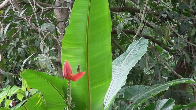 A female Olive-Backed Sunbird (Cinnyris jugularis), also known as the Yellow-Bellied sunbird, feeds on nectar from a banana flower. Species: C. jugularis, Binomial name: Cinnyris jugularis.
