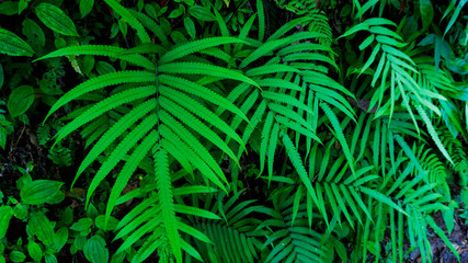 Fresh Green leaves texture for nature background and design,foliage nature background.