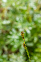 fly hovers at top of tall piece of grass gone to seed in meadow 2