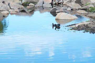 Some Coot birds swimming around a still reflective lake