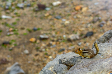 chipmunk high up on rock overlooking rocky soil below