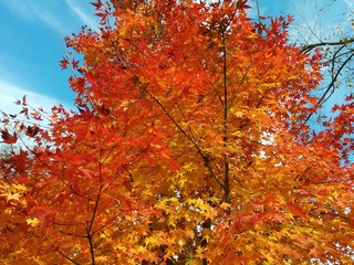 紅葉