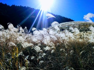 Miscanthus sinensis　ススキ