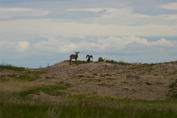 Bighorn Sheep 1