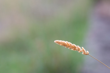 Isolated dry grass bulb