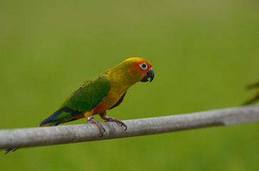 Lovely beautiful parrot, Sun conure.