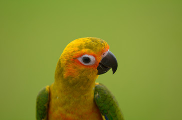 Fototapeta na wymiar Lovely beautiful parrot, Sun conure.