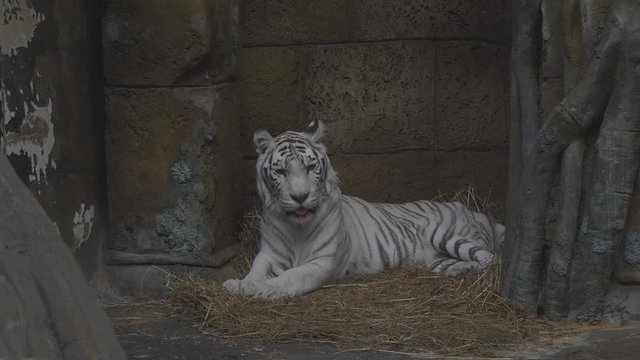 Tiger albino lies, a white Amur rare species.