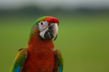 Head shot of Macaw bird, Beautiful bird © aee_werawan
