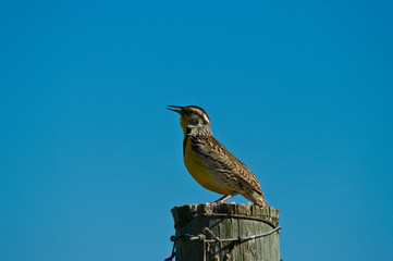 Western Meadowlark 2