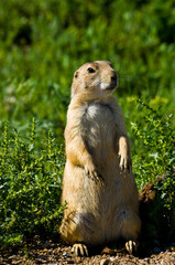 Prairie Dog 1