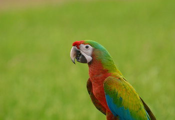 Head shot of Macaw bird, Beautiful bird
