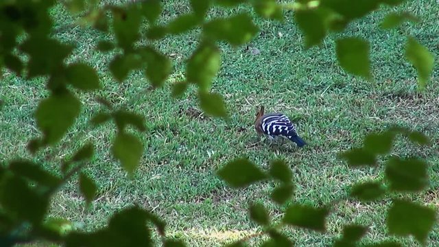 A Common Hoopoe (Upupa epops) feeds on a lawn by probing for grubs with its long, curved beak. It is framed by tree branches as it moves around. Order: Bucerotiformes, Family: Upupidae, Genus: Upupa
