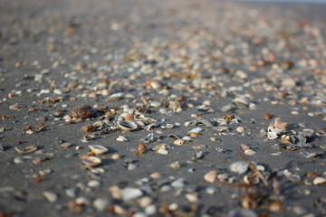 Galveston Beach Sea Shells