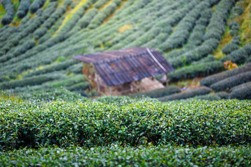 close up terrace Tea Plantations with hut background