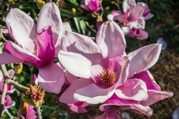 Close up of white and pink Magnolia Blossoms