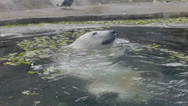 Polar polar bear swims in cold water.