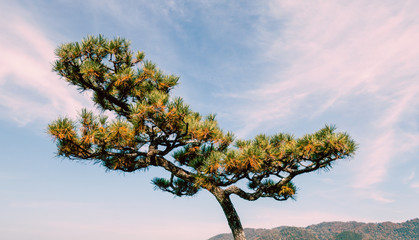 Naklejka na ściany i meble Japanese pine tree in the park under beautiful sky in autumn