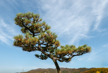 Scenic view of Japanese pine tree in the park under beautiful blue sky in autumn