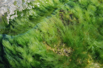 Holiday black sea dreams