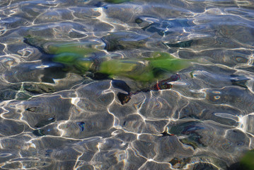 Holiday black sea dreams