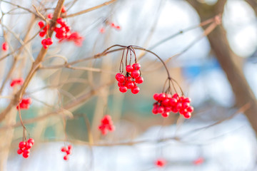 Branch of a red mountain ash in the winter. Winter tree in Russia