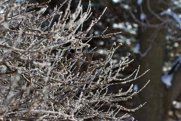 Close-up abstract background of fresh snow texture on deciduous branches in winter 