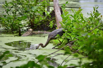 Great Blue Heron