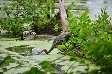 Great Blue Heron