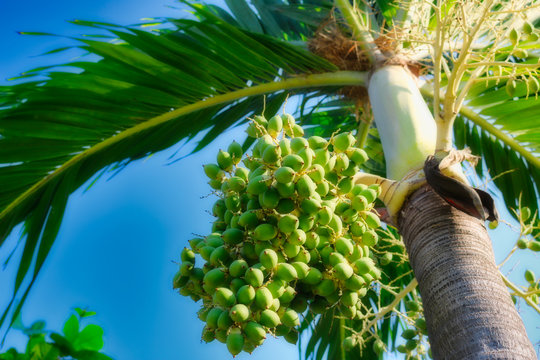 Palmenfrucht bei blauem Himmel