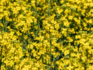 Canola Close Up