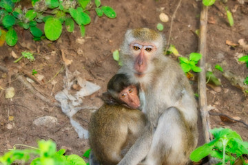 Affen Baby mit der Mutter