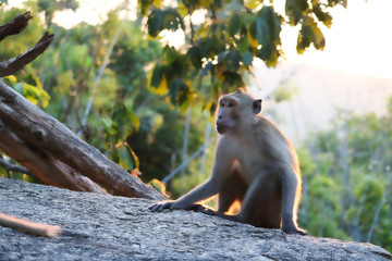 Wilder Affe auf einem Stein