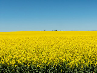 Obraz premium Yellow Canola Field