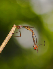 robber fly mating