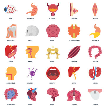 Set Of 25 icons such as Canine, Lungs, Brain, Heart, Intestines, Stomach, Muscle, Mouth, Esophagus, Shoulder, Bladder, Stomach icon