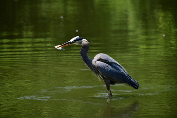 Great Blue Heron