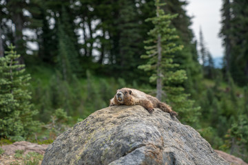 wildlife in the forest