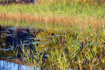 summer green grass