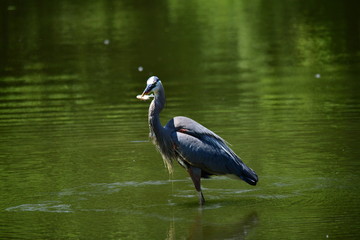 Great Blue Heron