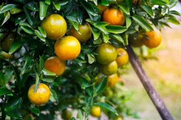 ripe fresh oranges hanging on tree in orange orchard