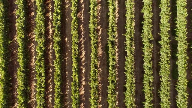 Aerial view above of grapes fields on Greece.
