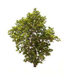 green tree. Has a little leaf Together as a bush on the White Blackground. Beautiful shrubs. A shade for relaxation.