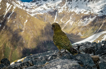 Sitting Kea on the top of Mount Luxmore, New Zealand 